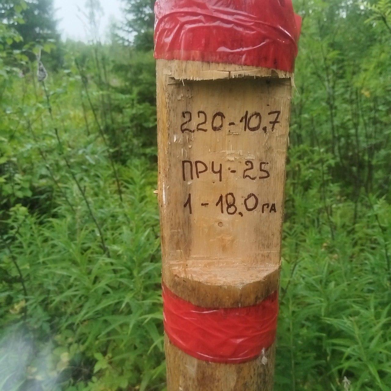 Подбор и отвод лесфонда и проведение лесохозяйственных работ - изображение 1