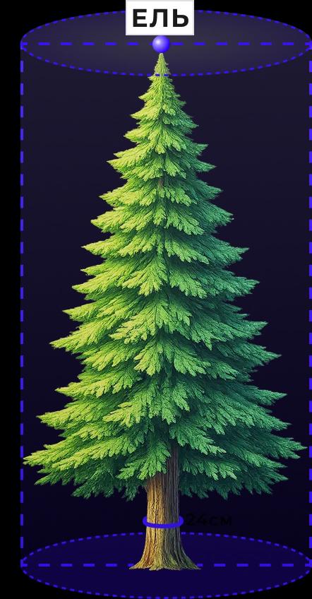 Схема разметки дерева — координаты, диаметр, порода